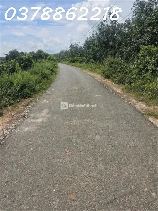Bán gấp lô đất đường Lò Rèn, xã Long Hòa, Dầu Tiếng, 9200m2, giá 4,2tr/m2 - ảnh 1