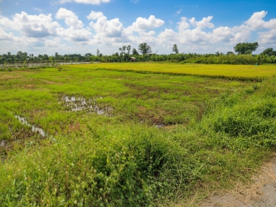 Giảm 100tr! Đất SHR HXH 246m2, Nở hậu – Trần Thị Năm Q12 SS