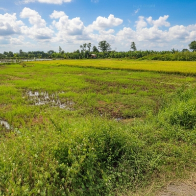 Giảm 100tr! Đất SHR HXH 246m2, Nở hậu – Trần Thị Năm Q12 SS