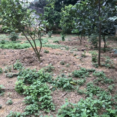Cho thuê đất Vĩnh Phúc (chân Tam Đảo).
