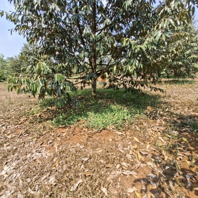 BÁN VƯỜN SẦU RIÊNG ĐẤT ĐỒNG NAI 240.TIẺU