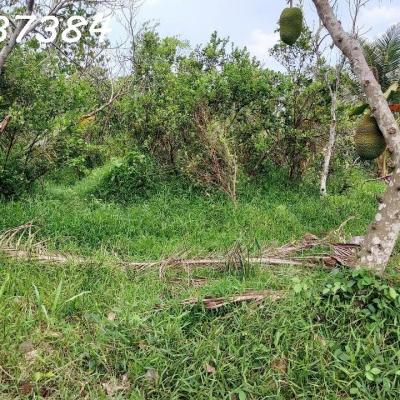 Chính chủ cần bán đất vườn tại xã Long Hưng, Châu Thành, DT 500m2, giá đầu tư