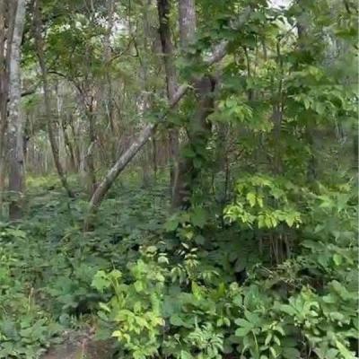 ???? CHUYỂN NHƯỢNG 160 HECTA ĐẤT DỰ ÁN – HÀM TÂN, BÌNH THUẬN ????