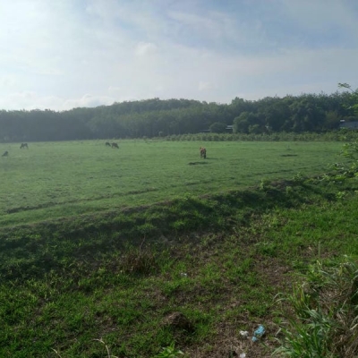 Bán đất MT Nguyễn Thị Rành Củ Chi, 9012.9m2, ngang 70.82m, Đường 12m giá giảm hơn 15 tỷ