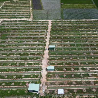 SẦU RIÊNG - KHO BẠC TRỜI TRONG TAY BẠN