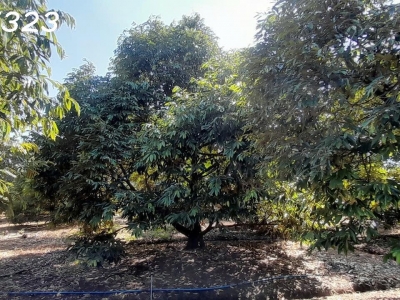# CHÍNH CHỦ CẦN BÁN: VƯỜN SẦU RIÊNG MUSANG KING ĐANG THU HOẠCH – BẾN CẦU, TÂY NINH