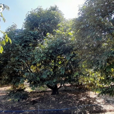 # CHÍNH CHỦ CẦN BÁN: VƯỜN SẦU RIÊNG MUSANG KING ĐANG THU HOẠCH – BẾN CẦU, TÂY NINH