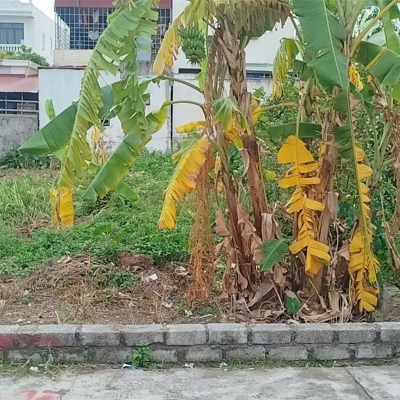 ĐẤT TÂN THÀNH – DƯƠNG KINH – 100M² NGANG 5M – TRỤC NGÕ 5M ĐẸP – GIÁ HIẾM  ZALO 0567 222 555