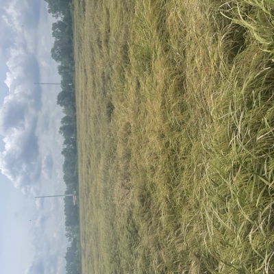 Bán gấp! Đất Đỗ Văn Dậy Tân Hiệp Hóc Môn 1ha, đầu tư sinh lời 39 tỷ.