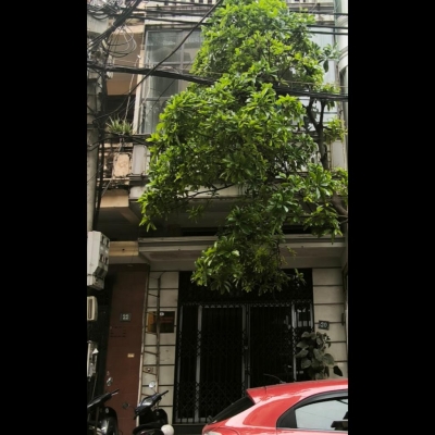 PHÂN LÔ VIP, Ô TÔ TRÁNH Ô BÀN CỜ - KINH DOANH - KHU VỰC DÂN TRÍ CAO - NHÀ ĐẸP DÂN XÂY, VIA HÈ RỘNG 2M - THÔNG HOÀNG QUỐC VIỆT - ĐẶNG THUỲ TRÂM - SỔ ĐỎ SẴN SÀNG GIAO DỊCH.