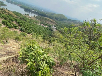 CẦN BÁN 1,6HA ĐẤT TRỒNG CÂY LÂU NĂM – VIEW ĐẸP, GIÁ TỐT!