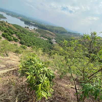 CẦN BÁN 1,6HA ĐẤT TRỒNG CÂY LÂU NĂM – VIEW ĐẸP, GIÁ TỐT!