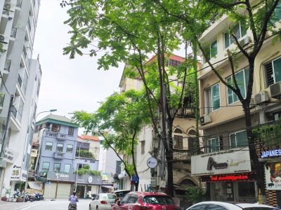 Bán nhà mặt phố Phan Kế Bính, Kd nhà hàng Nhật, vị trí đẹp, vỉa hè rộng, 80m chỉ 33 tỷ
