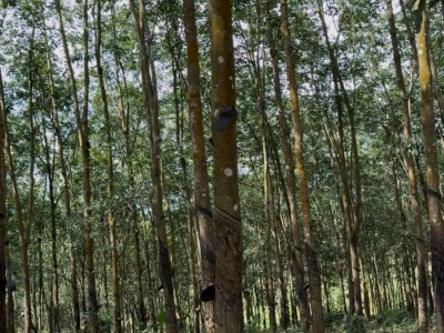 ĐẤT ĐẸP TÂN LỢI – ĐỒNG PHÚ, 2HA CAO SU – CHỈ 3 TỶ