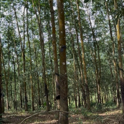 ĐẤT ĐẸP TÂN LỢI – ĐỒNG PHÚ, 2HA CAO SU – CHỈ 3 TỶ