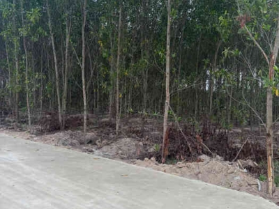 Bán 1148m2 đất Tân Xuân - Hàm Tân chỉ 400 triệu/ sào đường bê tông 6m