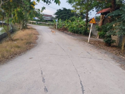 Bán Gấp  2ha Đất CLN, Tân Phú Trung . Củ Chi,Nguyễn Thị Lắng. Giá 48 tỷ.