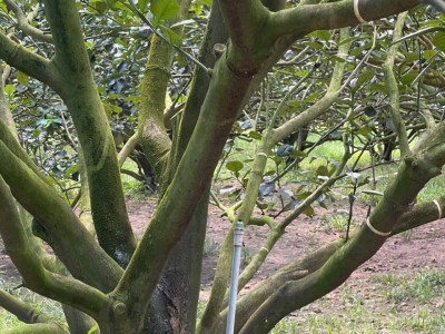 ???? CHỦ NGỘP CẦN BÁN LÔ ĐẤT THỔ CƯ - SẲN VƯỜN BƯỞI MÀ CHỈ 250 TRIỆU.