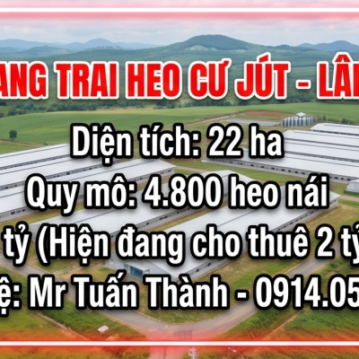 Bán Trang trại heo 22 Ha 4.800 heo nái -Cư Jut,  Đăk Nông. Đang cho thuê 2 tỷ/tháng