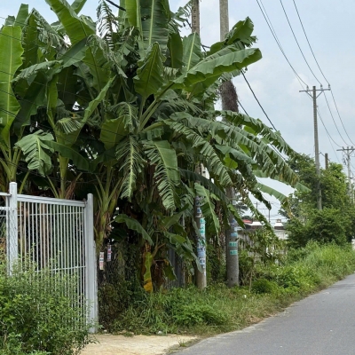 Chính chủ bán đất dt 400m2 MT Trần Quang Đạo,Tân Thông Hội, Củ Chi