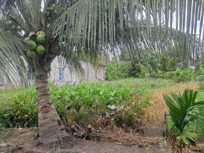 Đất Vuông SHR HXH 201m2 – Thạnh Xuân 33 Quận 12 SS