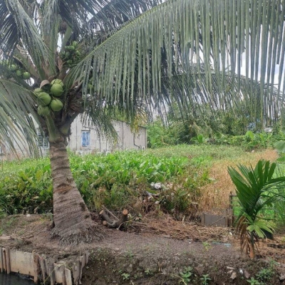 Đất Vuông SHR HXH 201m2 – Thạnh Xuân 33 Quận 12 SS