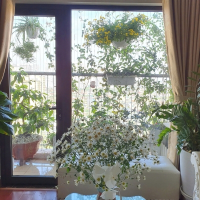 Cho thuê căn chung cư Đồng Phát, diện tích 80m2, 2 ngủ, 10 Triệu