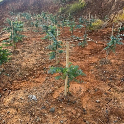 Bán đất tại xã Đạ Sar, Lạc Dương, Lâm Đồng, 400 triệu/1000m2 đẹp, nhiều tiện ích