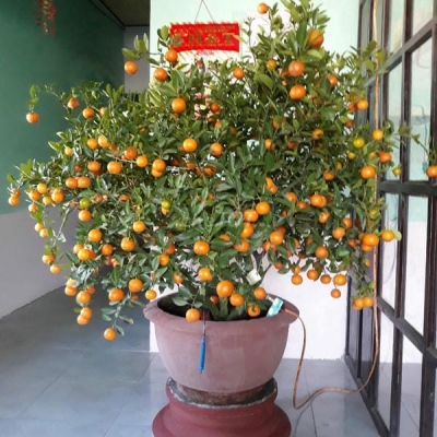 Chính chủ cần bán nhà ở Khối 7a, Đường Trần Thủ Độ, Phường Điện Nam Đông, Thị xã Điện Bàn, Quảng Nam.