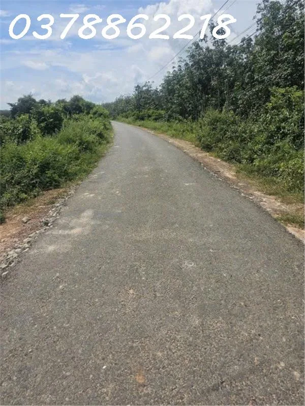 Bán gấp lô đất đường Lò Rèn, xã Long Hòa, Dầu Tiếng, 9200m2, giá 4,2tr/m2
